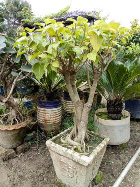 Bahçedeki ağaçtaki yeşil yaprak.