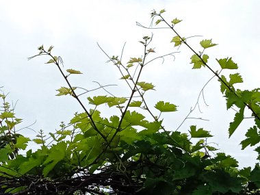 Çiftlikte hasat ve satış için yeşil üzüm ağacı stoğu