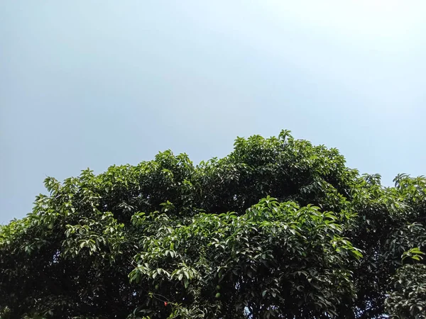 Árbol Mango Color Verde Con Hoja Cielo — Foto de Stock