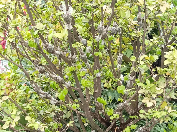 Grün Gefärbte Schöne Blatt Auf Baum Garten — Stockfoto