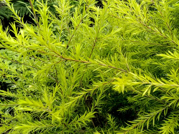 Зеленый Цвет Красивый Лист Дереве Саду — стоковое фото