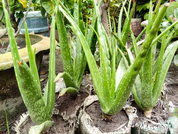 Green Colored Healthy Aloe Vera Tree Farm Harvest Sell — Stock Photo, Image