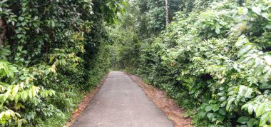 Yolculuk için orman manzarası