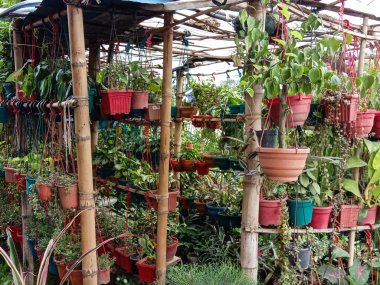 Bahçedeki saksıda yeşil renkli güzel ağaç