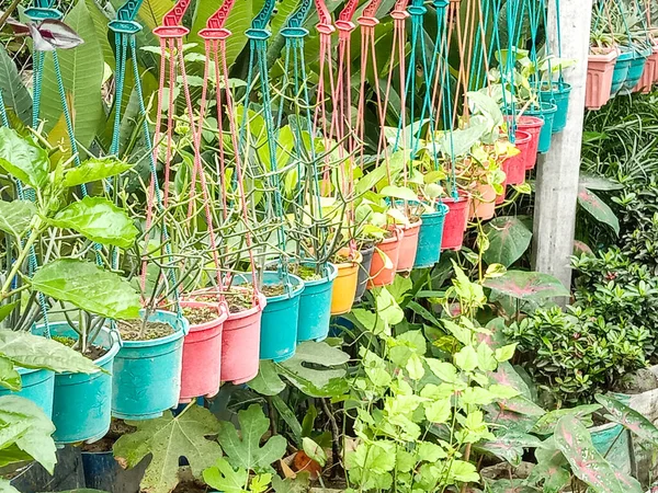 Green Colored Beautiful Tree Pot Garden — Stock Photo, Image