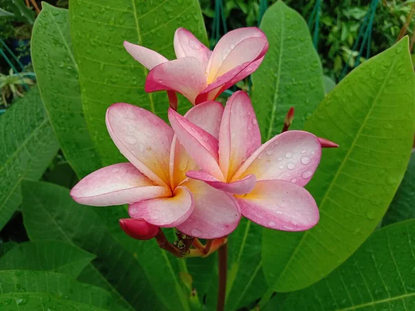 Rosa Colorido Belo Estoque Flores Jardim Para Colheita — Fotografia de Stock