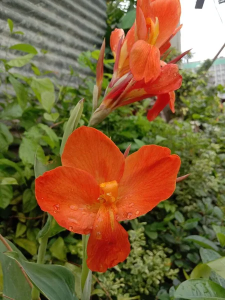 Rose Beau Bouillon Fleurs Couleur Sur Jardin Pour Récolte — Photo