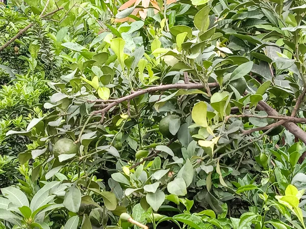 Limone Sano Sull Albero Raccolta Agricoltura — Foto Stock