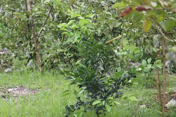 Árbol Cítricos Color Verde Granja Para Cosecha Venta — Foto de Stock