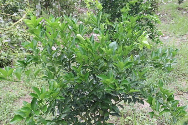Groen Gekleurde Citrusboom Boerderij Voor Oogst Verkoop — Stockfoto