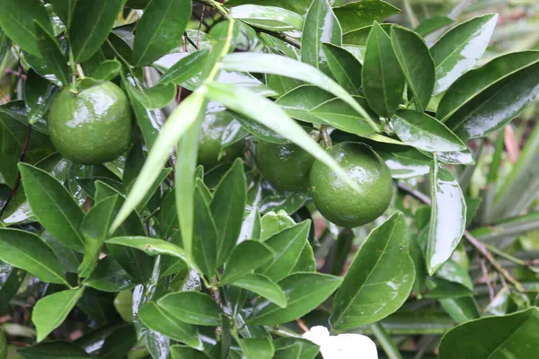 Citrinos Cor Verde Árvore Fazenda Para Colheita Venda — Fotografia de Stock