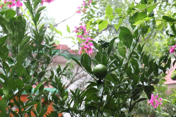 緑の柑橘類の木が収穫と販売のために農場で — ストック写真