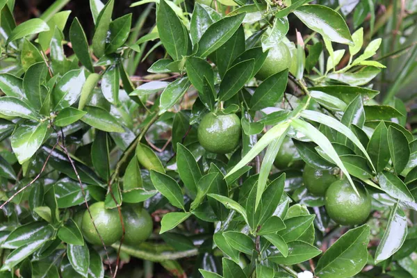 Citrinos Cor Verde Árvore Fazenda Para Colheita Venda — Fotografia de Stock