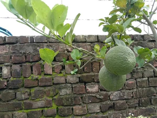 緑の柑橘類の木が収穫と販売のために農場で — ストック写真