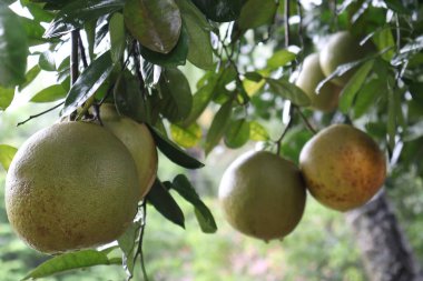 Çiftlikteki ağaçlarda lezzetli ve sağlıklı greyfurt sürüsü hasat ve satış için.