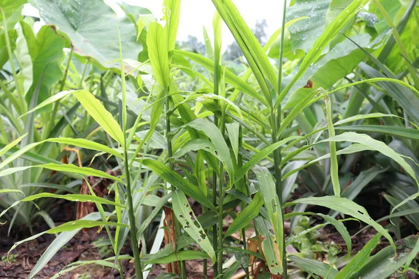 Green Colored Ginger Tree Farm Harvest Sell — Stock Photo, Image