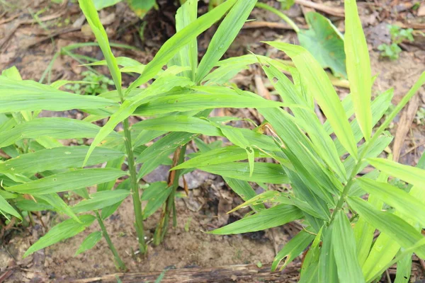 Hijau Berwarna Pohon Jahe Pertanian Untuk Panen Dan Menjual — Stok Foto