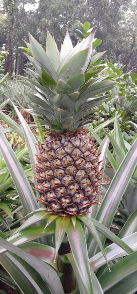 収穫と販売のための会社でおいしいと健康的なパイナップル — ストック写真