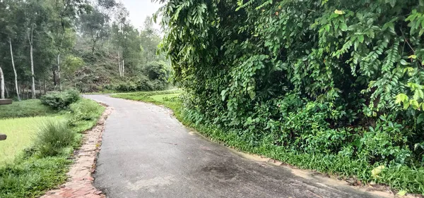 Road View Forest Travel — Stock Photo, Image