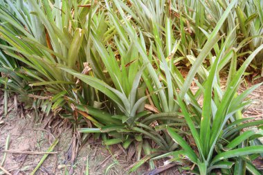 Ananas çiftliği hasat için bir toprak tepesi üzerindedir.