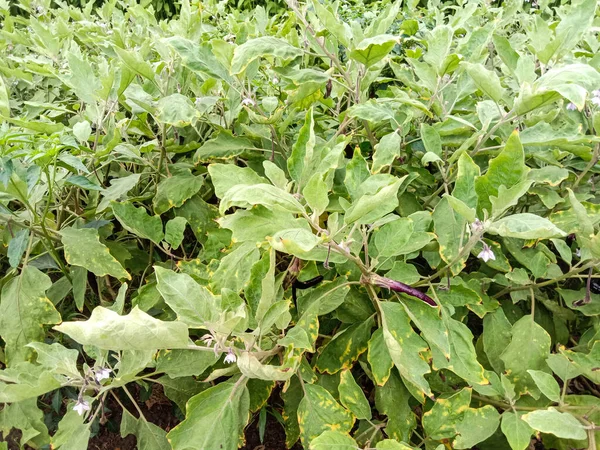 Green Colored Brinjal Farm Field Harvest Sell — Stock Photo, Image