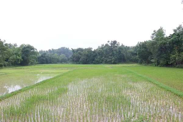 Risaia Colore Verde Ferma Sul Campo Raccolto — Foto Stock