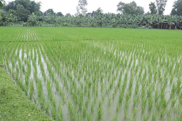 Risaia Colore Verde Ferma Sul Campo Raccolto — Foto Stock