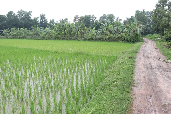 Зеленый Цветной Рисовой Фирмы Поле Сбора Урожая — стоковое фото