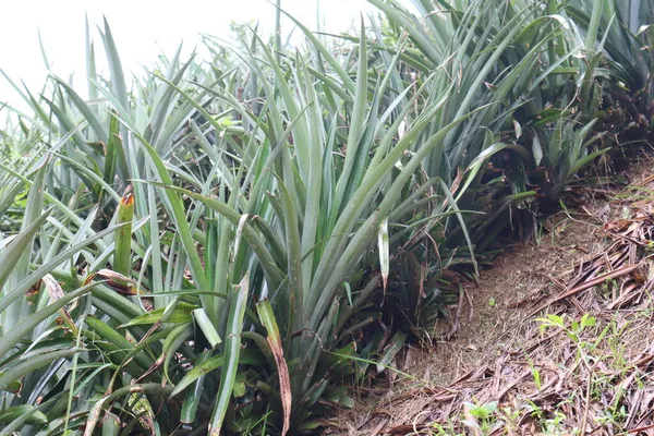 Peternakan Nanas Ada Bukit Tanah Untuk Panen — Stok Foto