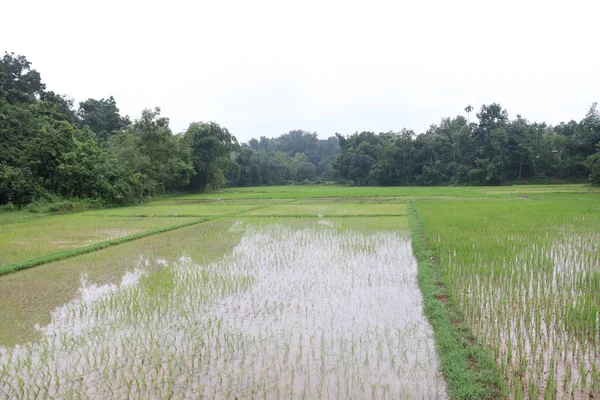 Green Colored Paddy Firm Field Harvest — Stock Photo, Image