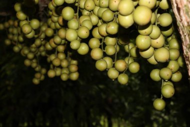 Ağaç ve Hasat İçin Lezzetli Baccaurea motleyana