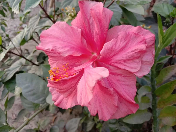 Roze Gekleurde Chinese Hibiscus Bloem Boom Boerderij Voor Oogst — Stockfoto