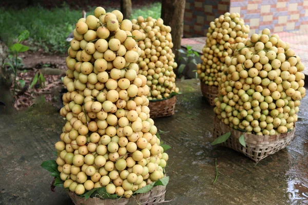 수확하기 바구니에 맛있는 토리아 모스키나 — 스톡 사진
