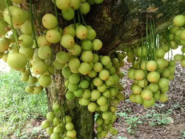 Tasty Baccaurea Motleyana Stock Tree Farm Harvest — Stock Photo, Image