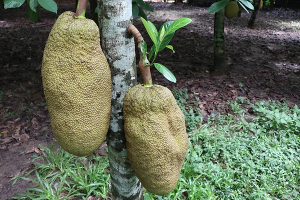 Νόστιμο Και Υγιεινό Απόθεμα Ακατέργαστων Jackfruit Στο Δέντρο Της Εκμετάλλευσης — Φωτογραφία Αρχείου