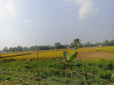 Tarlada hasat için olgun çeltik tarlası
