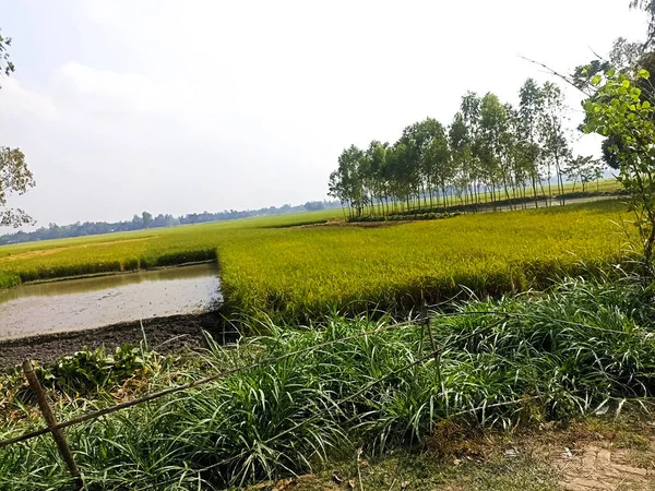 Созревшая Рисовая Ферма Поле Сбора Урожая — стоковое фото
