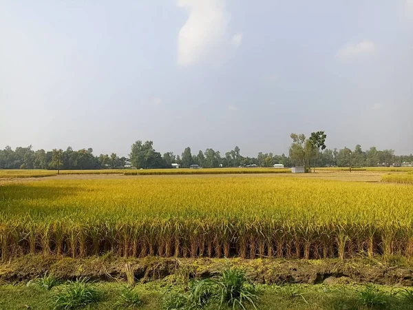 Созревшая Рисовая Ферма Поле Сбора Урожая — стоковое фото