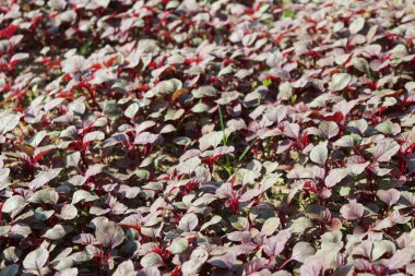 Kırmızı amaranth çiftlikte hasat ve satış için