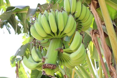 Hasat için ağaçta lezzetli ve sağlıklı çiğ muz demeti var.