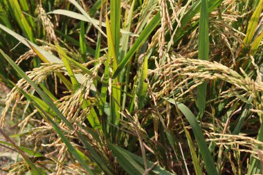 Olgun çeltik tarlasında hasat ve satış için