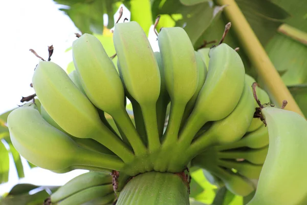 Νόστιμη Και Υγιεινή Ακατέργαστη Δέσμη Μπανάνας Στο Δέντρο Στην Επιχείρηση — Φωτογραφία Αρχείου