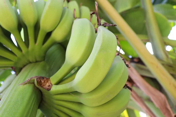 Sabroso Saludable Racimo Plátano Crudo Árbol Firme Para Cosecha — Foto de Stock