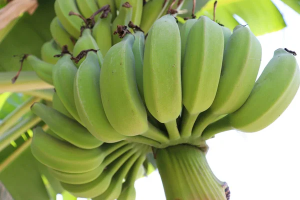 Sabroso Saludable Racimo Plátano Crudo Árbol Firme Para Cosecha — Foto de Stock