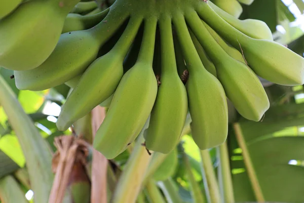 tasty and healthy raw banana bunch on tree in firm for harvest