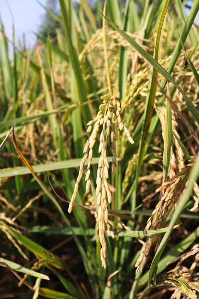 Granja Arroz Maduro Campo Para Cosecha Venta — Foto de Stock