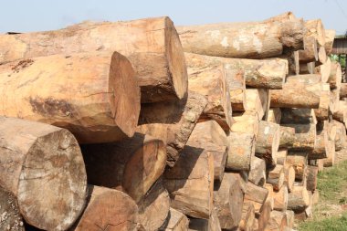 Satmak ve mobilya için kereste fabrikasında kereste stoğu