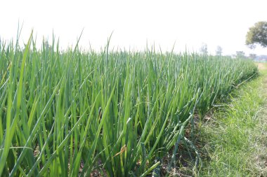 yeşil renkli soğan yaprağı çiftliği hasat için tarlada