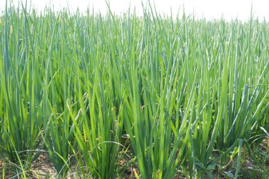 yeşil renkli soğan yaprağı çiftliği hasat için tarlada