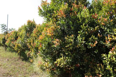Tarlada İzleyici İçin Güzel Kırmızı Yaprak Kapanışı
